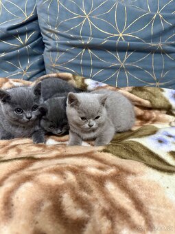 Britské mačiatka, Britská modra - 3