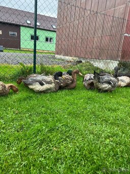 Ruánske kačice - 3