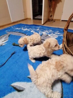 Predam stena maltipo - 3