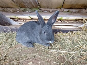 Predám králika - 3