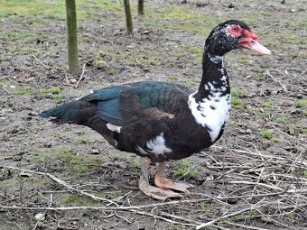 Pižmové kačice - 3