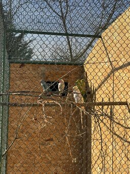 Alexandre malé , Papagáj spevavy - 3