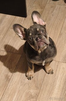 Francuzsky Buldocek - 3