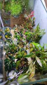Rastliny do akvaria - 3