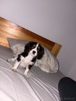 Čisto krvný cavalier španielsky - 3