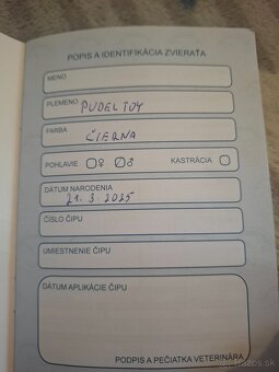 PUDEL TOY - 3