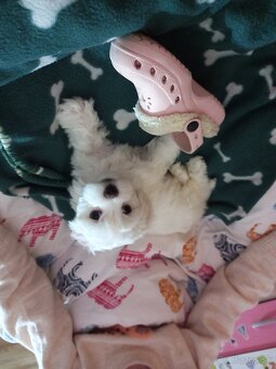 Darujeme maltezskeho psika menom Rocky - 3