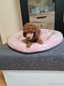 Pudel šťeniatka - 3