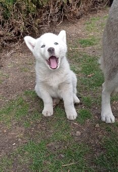 šteniatka Sibírsky Husky - 3