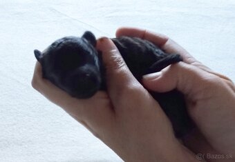 Pudlik  mini toy - 3