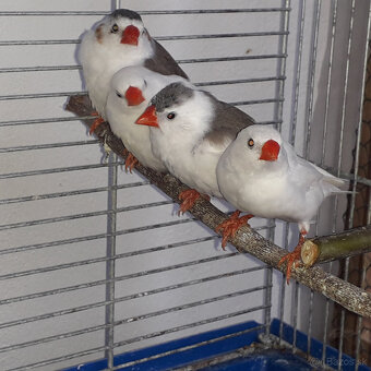 Predám zebričky - 3