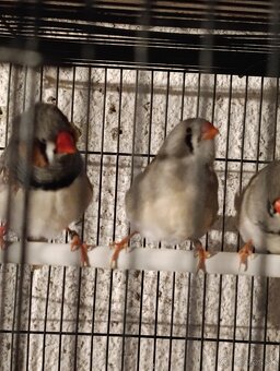 Zebricka vystavna - 3