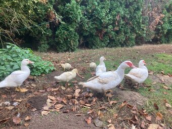 Predam pizmove kacatka - 3