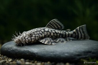 Predám prisavniky l519 - 3