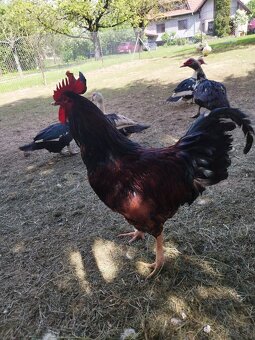Kohút - Rhode Island Red - 3