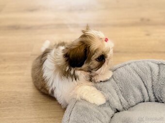 najmilšie Shih-Tzu šteniatka - 3