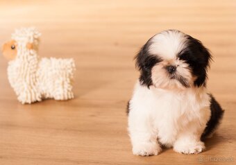 najmilšie Shih-Tzu šteniatka - 3