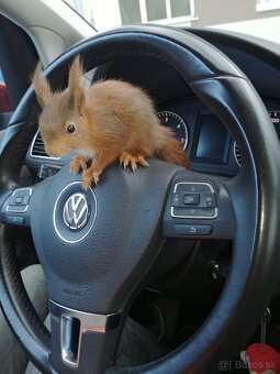 Veverička obyčajná - Sciurus vulgaris - 3