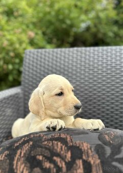 Šteniatka labradora – pripravené na odber Zeptat se - 3