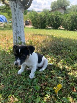 Jack russel - 3