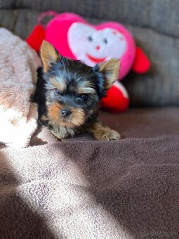 Yorkshirsky terier mini, yorki, york - 3