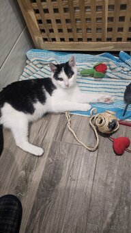 Darujem kocurika 4,5 mesačného - 3