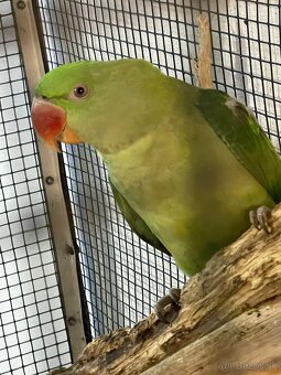 Alexander veľký - 3