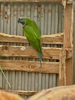 Alexander čínsky - 3