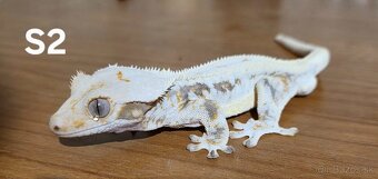 Pagekon riasnatý - 3