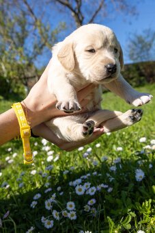 Labrador šteniatka - 3