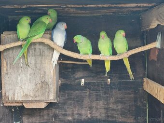 Predam alexander maly - 3