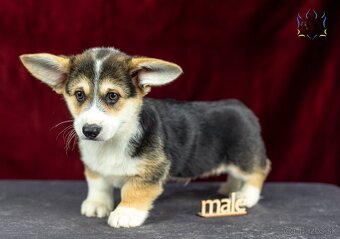 Welsh Corgi Pembroke, psík v trikolórnom sfarbení - 3