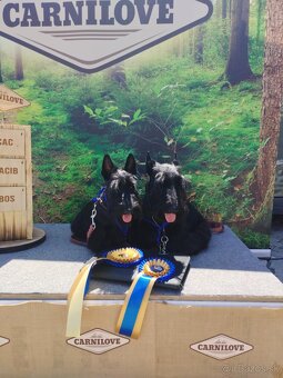 Skotský teriér - scottish terrier - 3