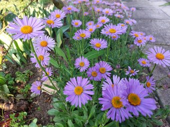 ASTRA alpínska, alpská - skalnička - 3