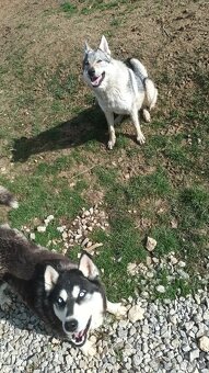 Československý vlčiak - 3