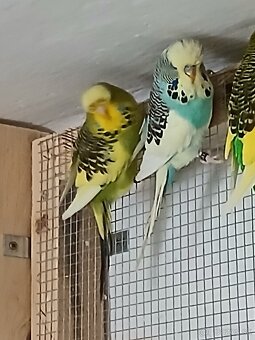 Výstavné Andulky - 3