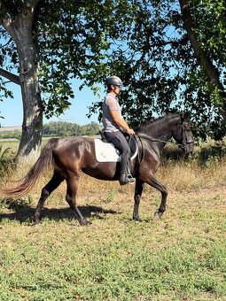 Predám Kladrubákov - 3