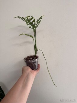 Monstera Obliqua Peru - 3