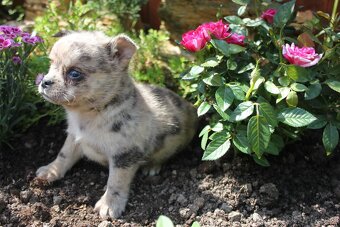 pomeranian x civava - 3