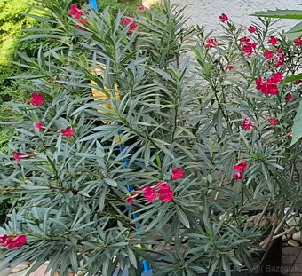 Predam Oleander vyska 150cm - 3