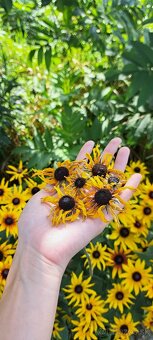 Sušená žltá rudbekia - 3