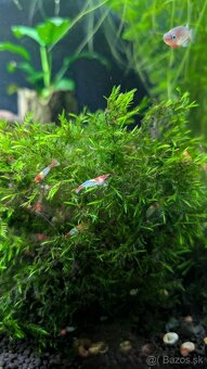 Predám krevetky Red Rili 🦐 - 3