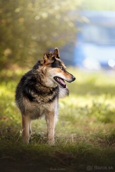 Darujem pokojnú chlpatú sučku Lindu - mix ovčiak / husky - 3