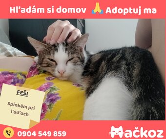 FEŠI - DARUJEM KOCURIKA / KOCÚRIK HLADÁ DOMOV - 3