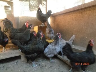 Sliepky Laflešky - 3