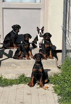 Doberman šteňa s FCI pôvodom - 3