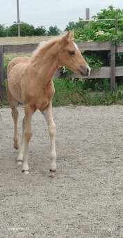 Azteca horse - 3