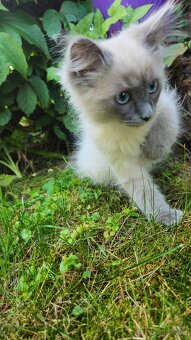 Ragdoll bez PP - 3