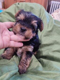 Yorkshire terrier - šteniatko psík - 3