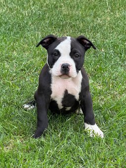 American bully - 3